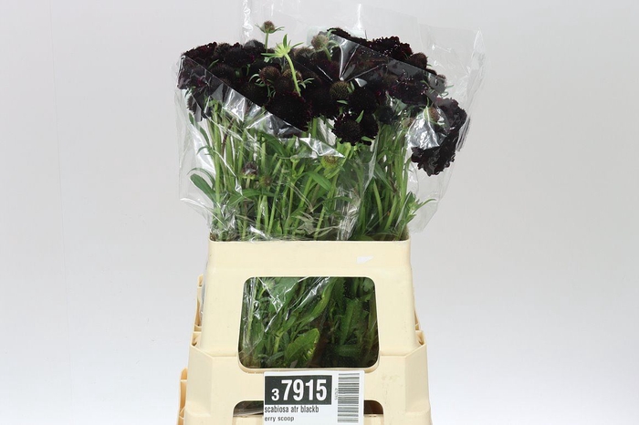 Scabiosa Atr Blackberry Scoop