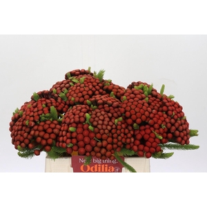 Brunia Albiflora Red