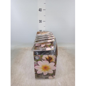 Dahlia   ...flowerbulbs