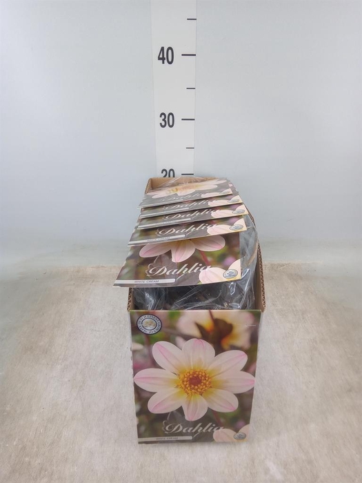 <h4>Dahlia   ...flowerbulbs</h4>