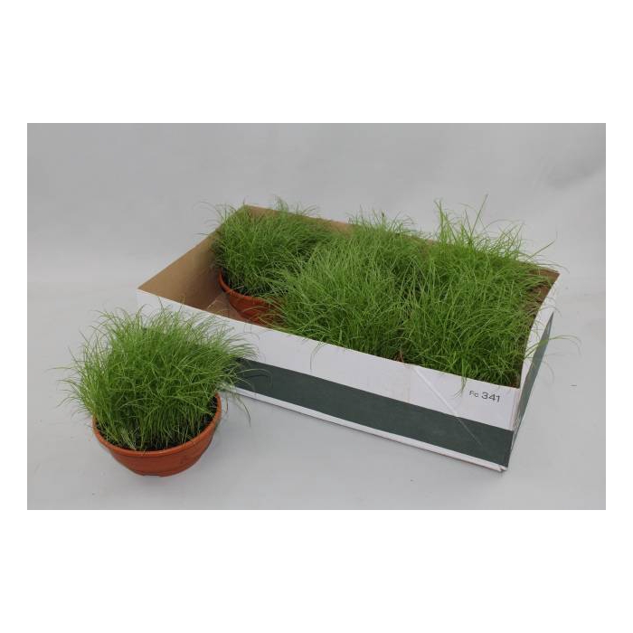 <h4>Cyperus alternifolius Zumula 16Ø 25cm</h4>