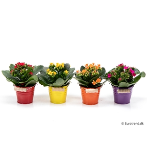 KALANCHOE BLOSSF p6 E 2966