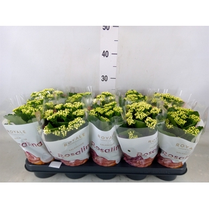 Kalanchoe blos. 'RosDon Dione'