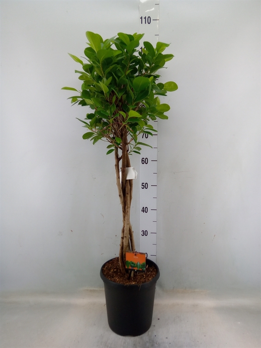 <h4>Ficus microcarpa 'Moclame'</h4>