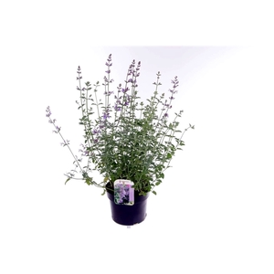 Nepeta faassenii Six Hills Giant