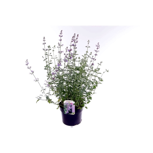 <h4>Nepeta faassenii Six Hills Giant</h4>