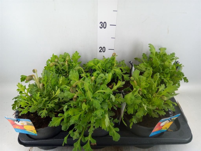 <h4>Papaver nudic. 'Gartenzwerg'</h4>