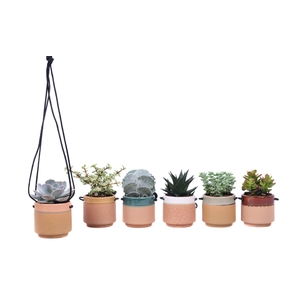 Succulent mix 8,5 cm in Kota Cina hangpot
