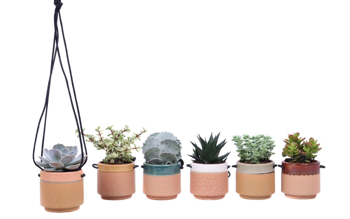 <h4>Succulent mix 8,5 cm in Kota Cina hangpot</h4>