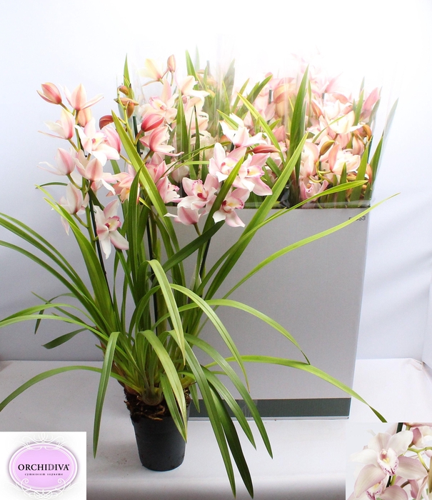 <h4>CYMB OVERIG</h4>