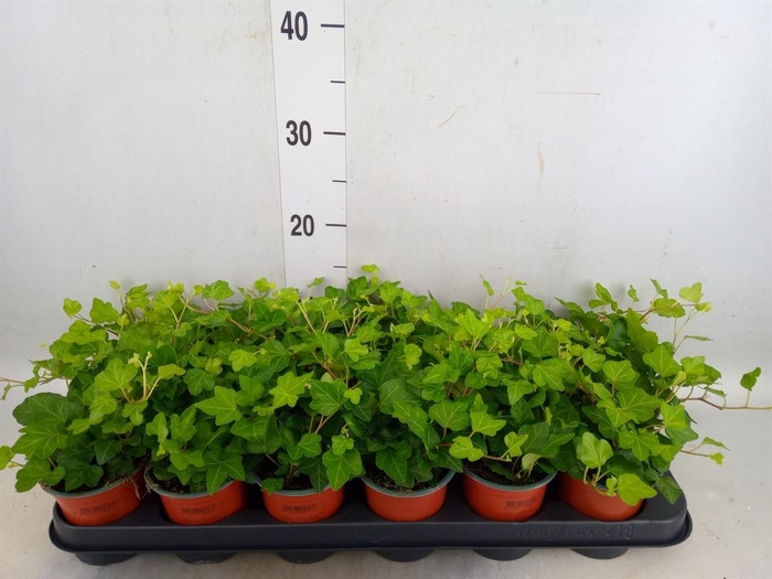 <h4>Hedera helix 'Wonder'</h4>