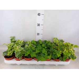 Hedera   ...mix