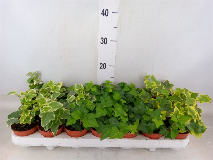 <h4>Hedera   ...mix</h4>