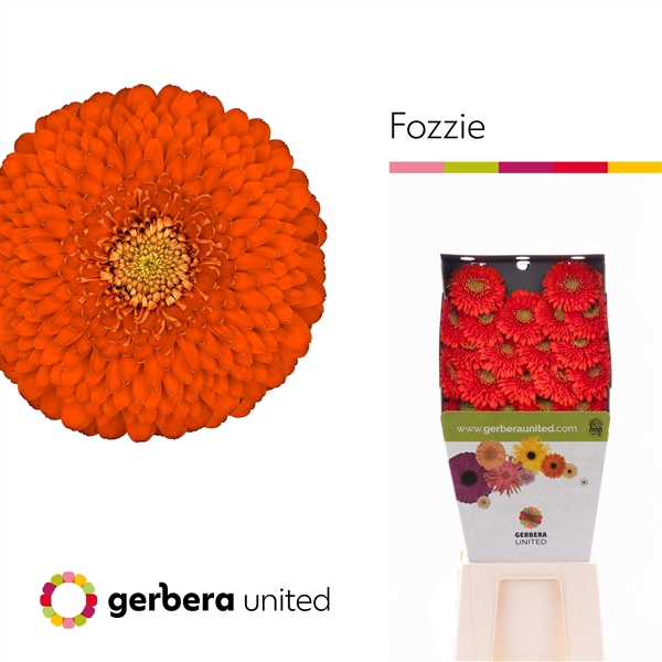 <h4>Ge Mi Pomponi Fozzy Diamond United</h4>