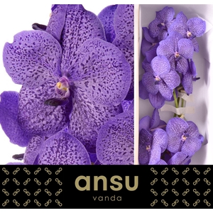 Vanda Lavender Sprinkles