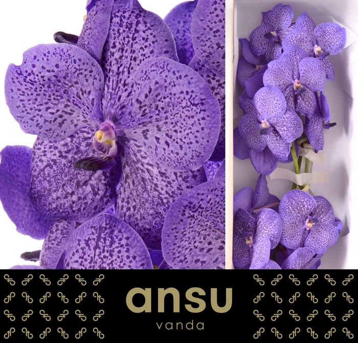<h4>Vanda Lavender Sprinkles X16</h4>