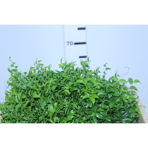 FOLHAGEM ASPARGO SMILAX