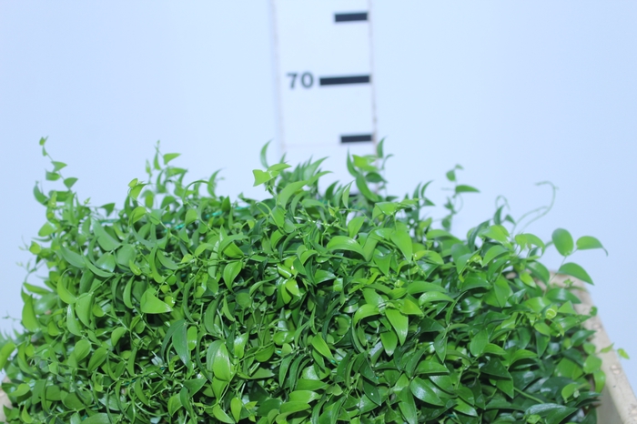 FOLHAGEM ASPARGO SMILAX