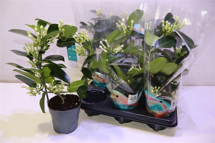 <h4>arr8 Steph Fl Ov</h4>