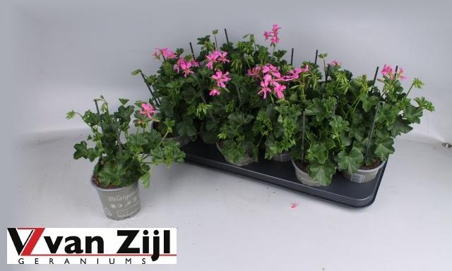 <h4>Pel Pelt Balkon Lila</h4>