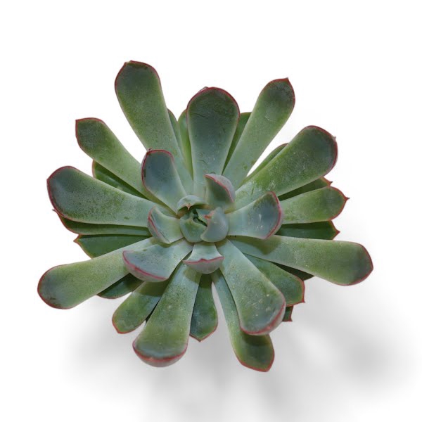 <h4>Echeveria Pink Edge Cutflower</h4>