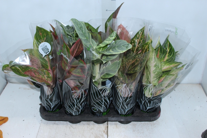 <h4>AGLAONEMA VARIADA P12 PREMIUM</h4>