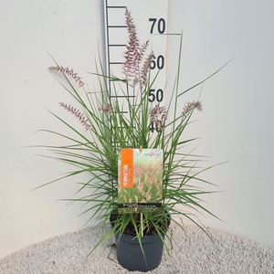 Pennisetum orientale