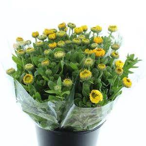 Calendula Yellow