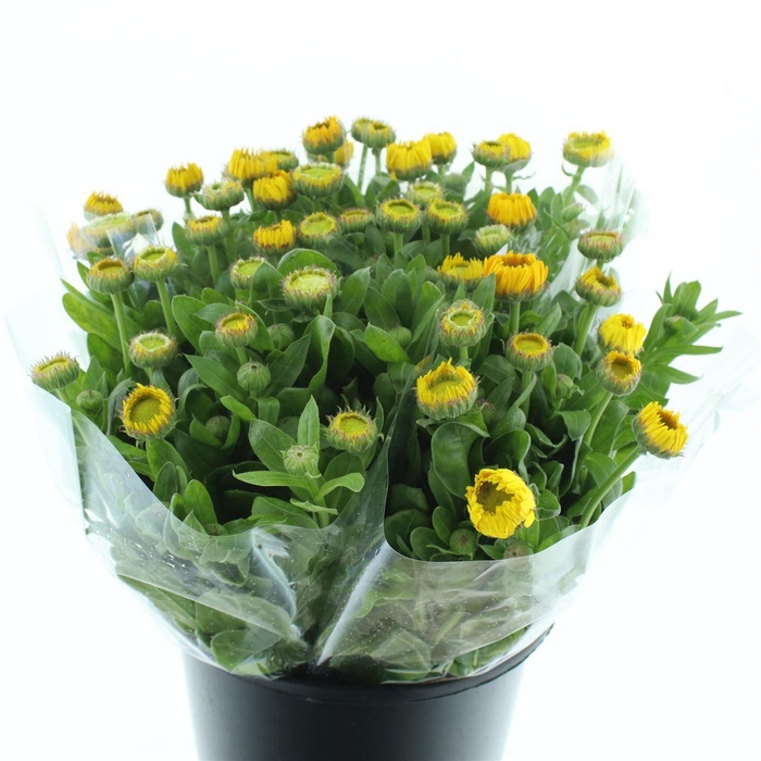<h4>Calendula Yellow</h4>