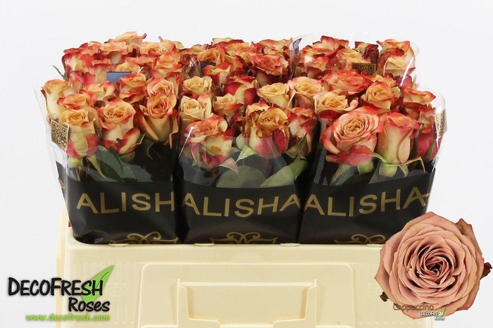 <h4>Rosa large cappuccino</h4>