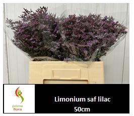 <h4>LIM SAF LILAC</h4>