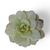 Echeveria Laui Cutflower Wincx-8cm