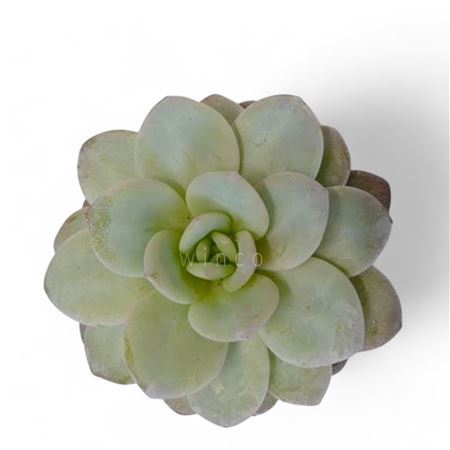 <h4>Echeveria Laui Cutflower Wincx-8cm</h4>