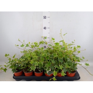 Hedera helix 'Eva'