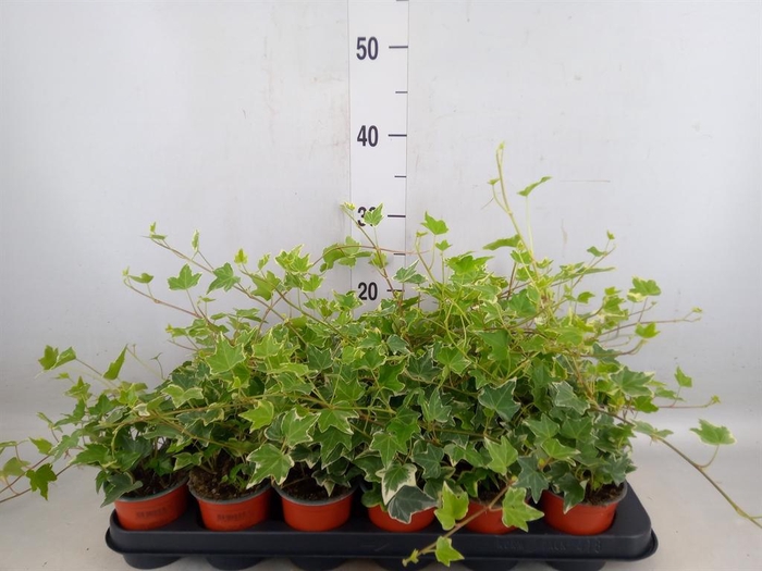 <h4>Hedera helix 'Eva'</h4>