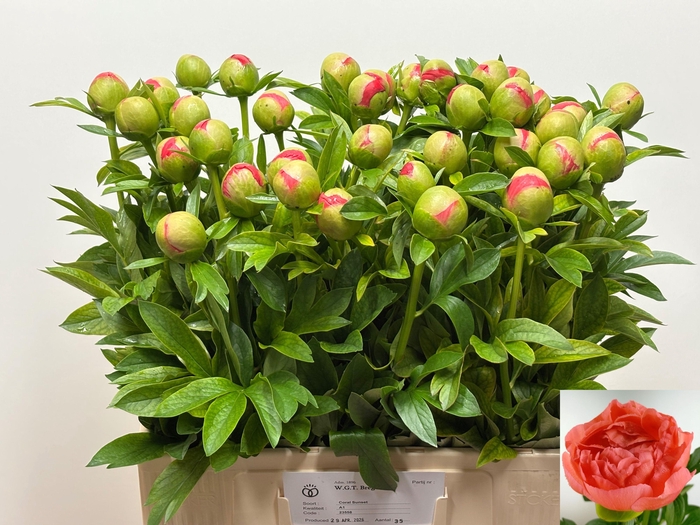 <h4>PAEO CORAL SUNSET</h4>