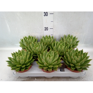 Echeveria agavoides