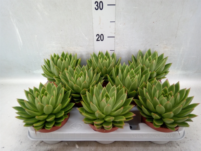 <h4>Echeveria agavoides</h4>