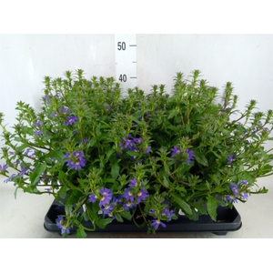 Scaevola aemula 'Blue Touch'