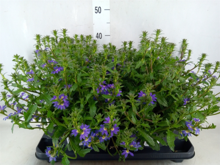 <h4>Scaevola aemula 'Blue Touch'</h4>