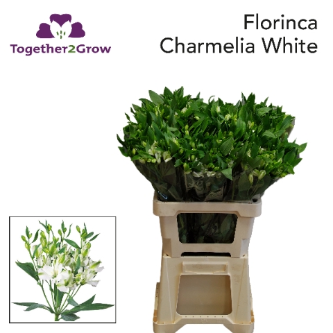 <h4>Alst Fl Charmel Whit .</h4>