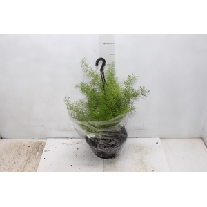 ASPARGO ALFINETE C21