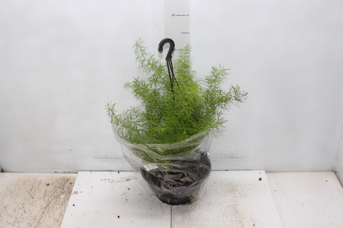 <h4>ASPARGO ALFINETE C21</h4>
