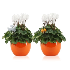 Cyclamen persicum midi Super Serie Allure