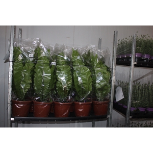ASPLENIUM NIDUS P24
