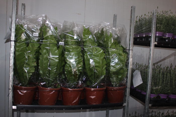 ASPLENIUM NIDUS P24