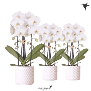 Kolibri Orchids Phalaenopsis Cascade Niagara Fall white 2 spike in Diamond pot white