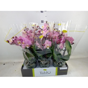 Phalaenopsis   ...rose