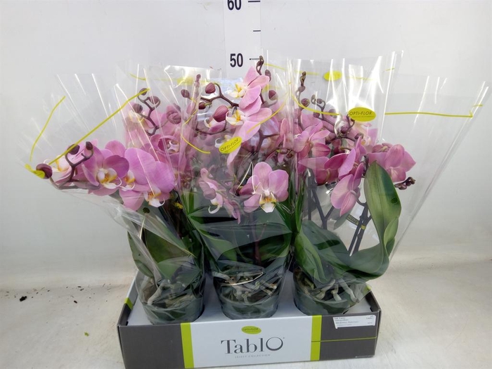 <h4>Phalaenopsis   ...rose</h4>