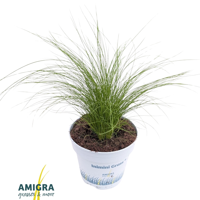 <h4>Stipa tenuifolia 'Ponytails'</h4>
